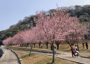 咲き始めた、ピンク色掛かった早咲きの桜並木です。