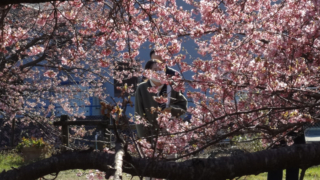 目にも鮮やかな、美しいピンク色に
河津桜が咲いていました。