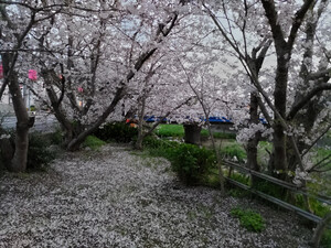今、終わろうとしている
近所の桜の風景です。