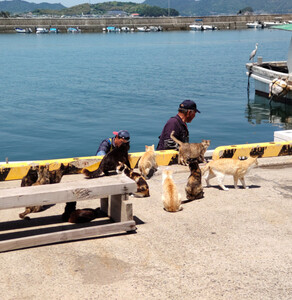 漁師さん達の忙しい水揚げ作業に、小魚を貰おうと集まる猫達です。