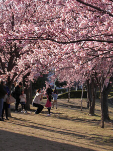 満開の桜の下では
楽しそうに、写真を
撮る親子連れで
賑わっていました。