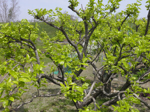 初夏の様な日差しの
中で、新緑煌めく柿の
木です。