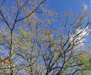 北風に、揺らされながら
栴檀の木が、沢山の実を
付け始めていました。