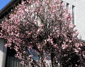 いつの間にか、紅梅が
満開となっていました。