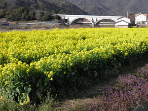 早くも、色鮮やかな
満開の菜の花畑です。