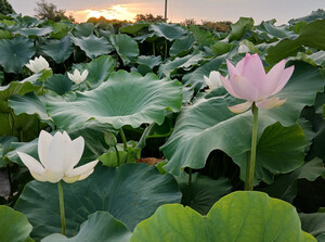 蒸し暑い早朝に
咲いた、清楚な
蓮の花々。